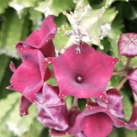 Boucerosia umbellata (Haw.) Wight & Arn.